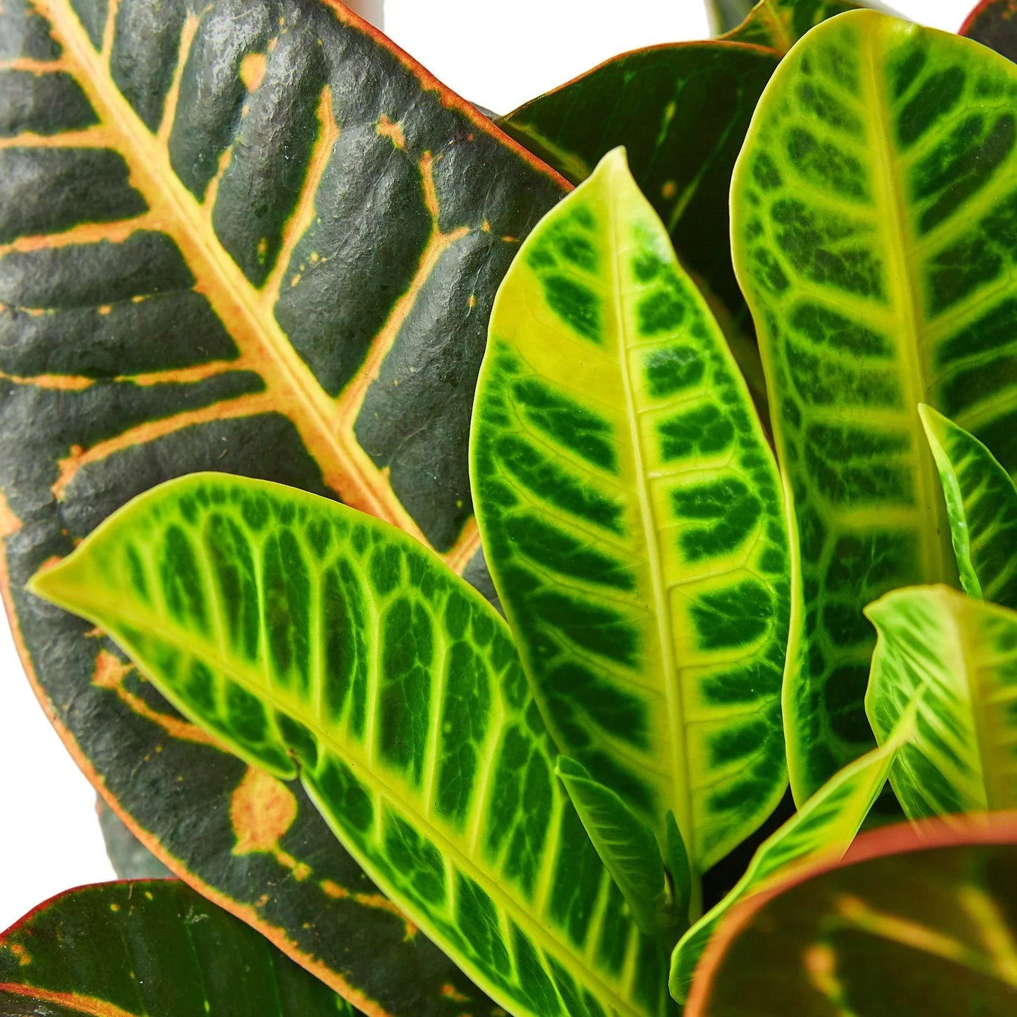 Croton Petra Plant