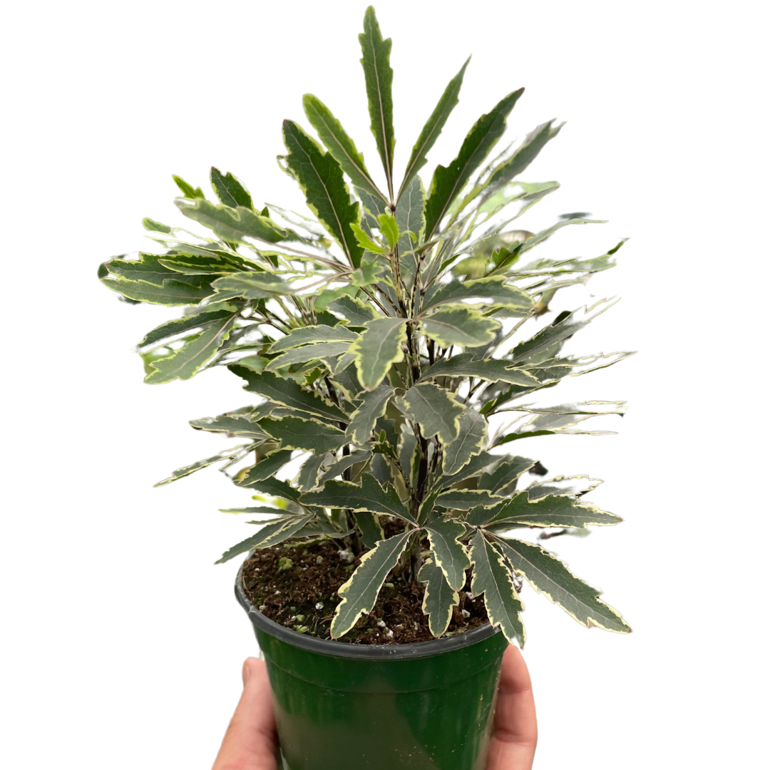 False Aralia Variegated