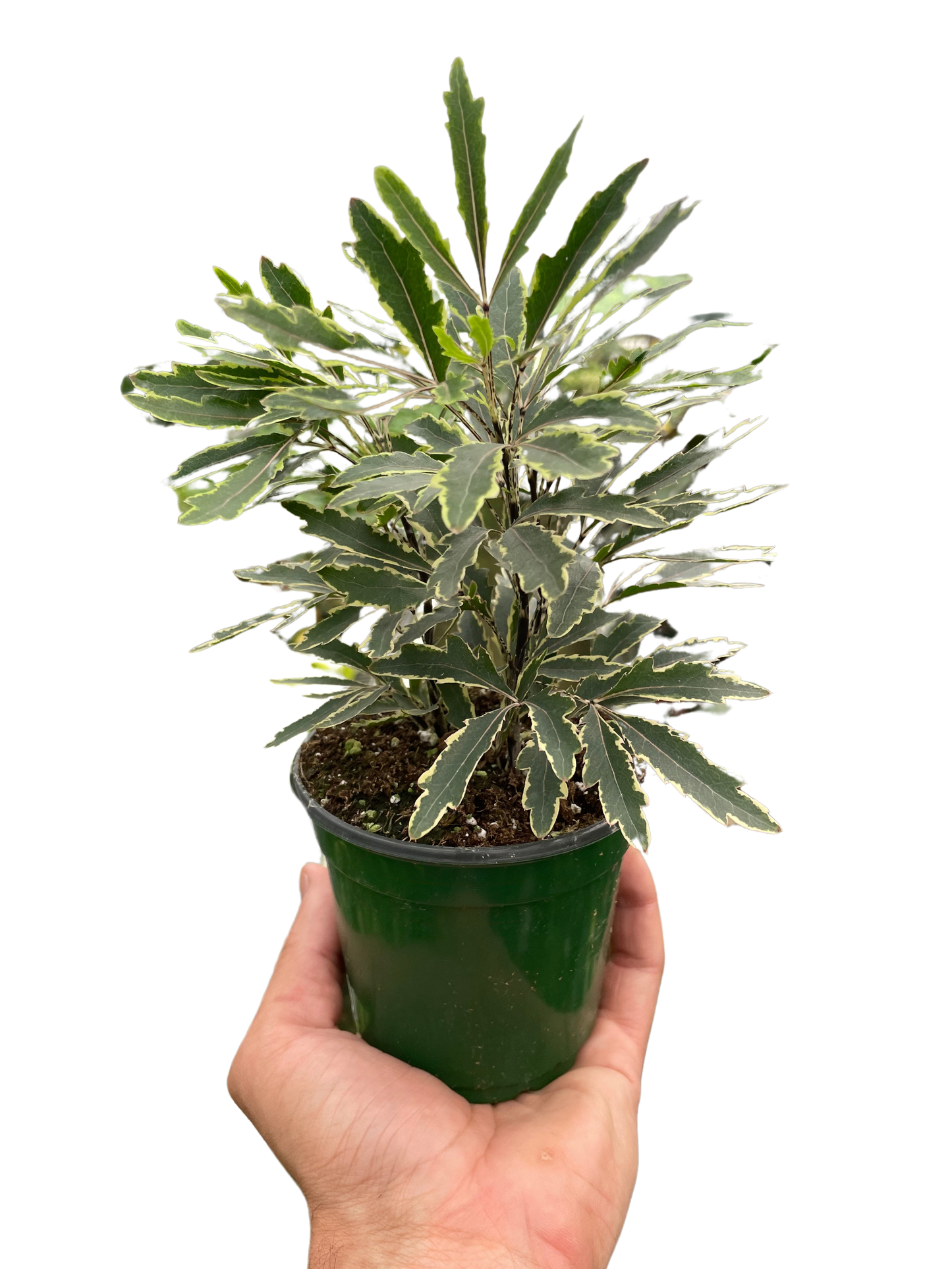 False Aralia Variegated