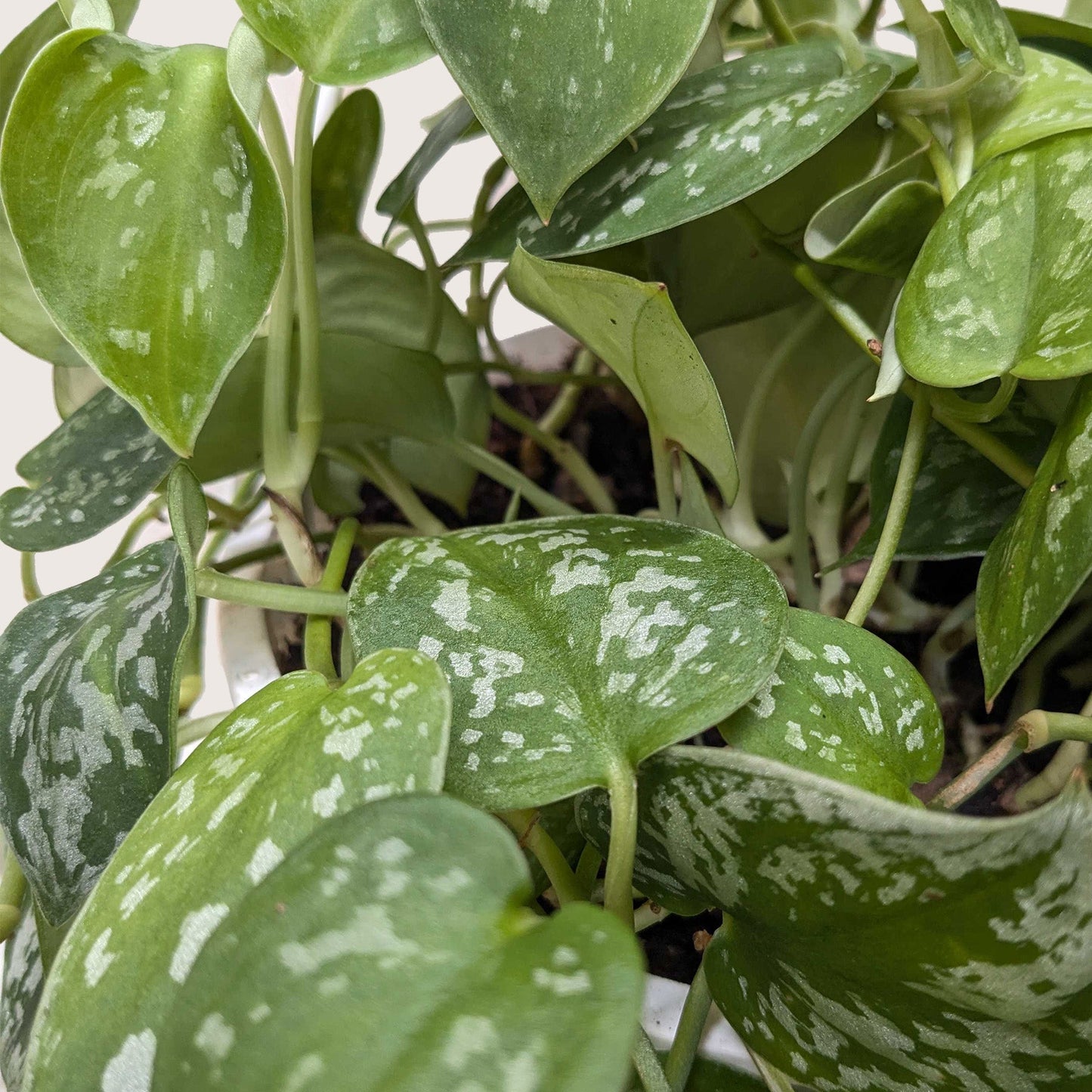 Satin Pothos