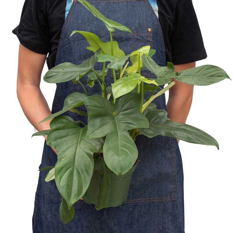 Buy Silver Sword Philodendron