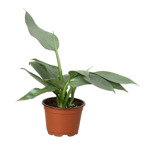 Buy Silver Sword Philodendron Online