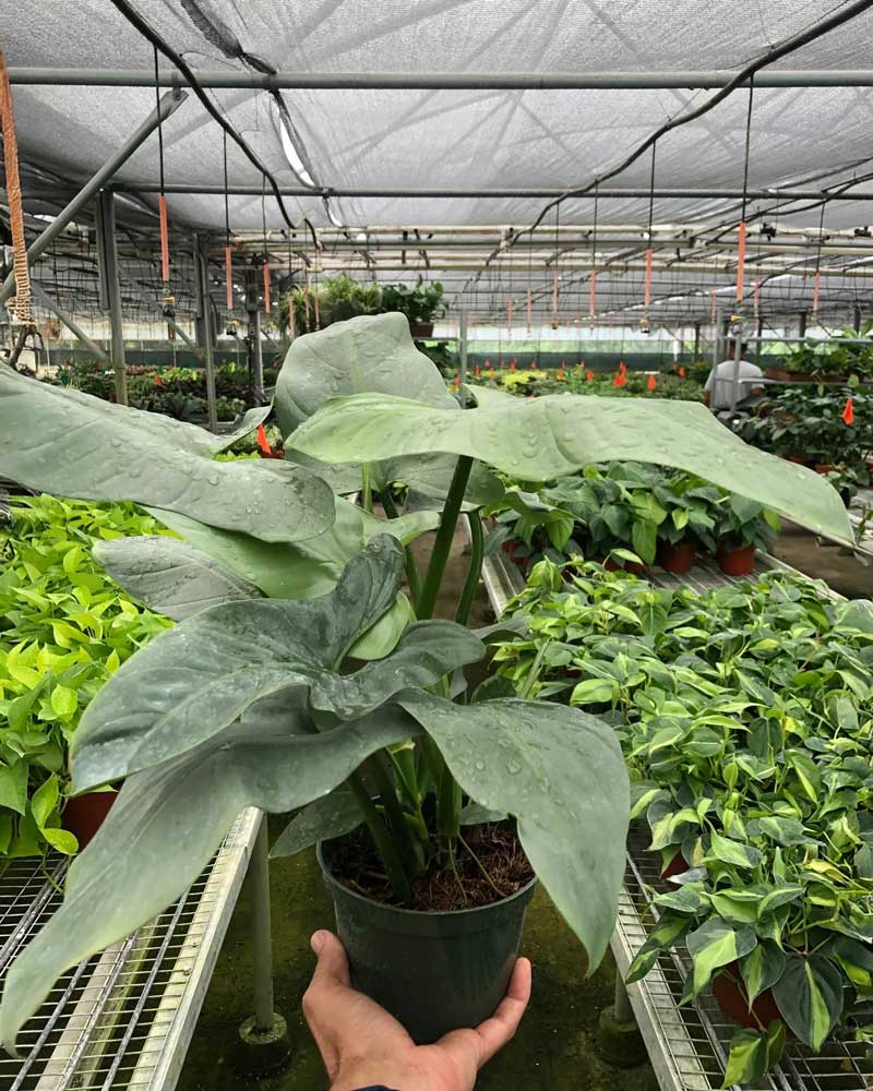 Silver Sword Philodendron For Sale