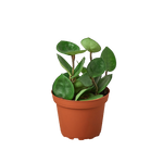 Hoya Carnosa Chelsea