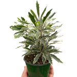 False Aralia Variegated