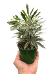 False Aralia Variegated