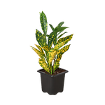 Croton Gold Dust