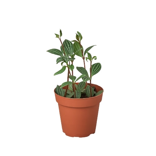 Parallel Peperomia