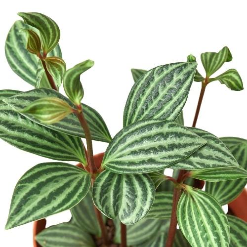 Parallel Peperomia
