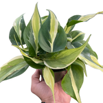 Philodendron Silver Stripe