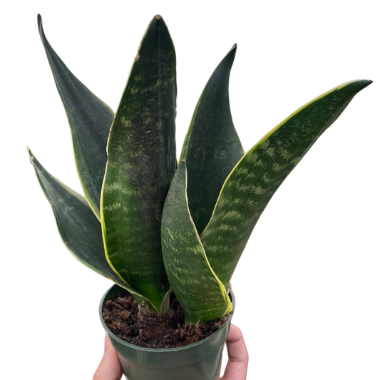 Snake Fabi Plant