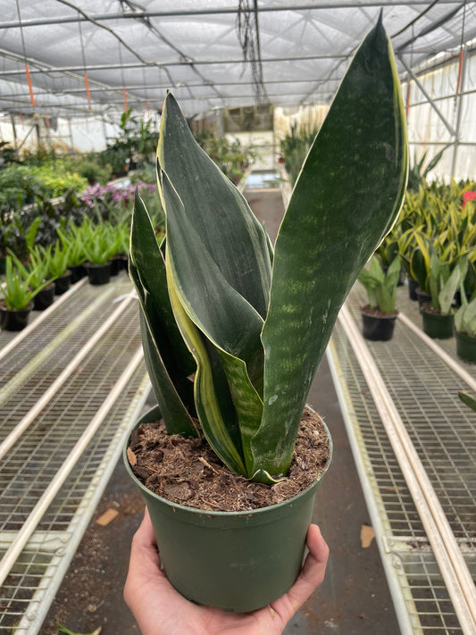 Snake Fabi Plant