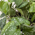 Satin Pothos