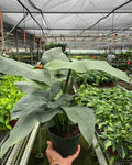 Silver Sword Philodendron For Sale